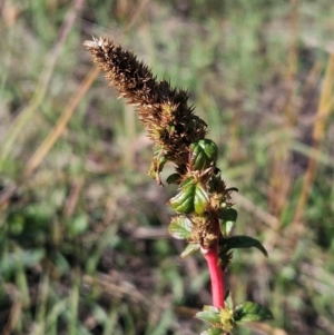 Amaranthus retroflexus at The Pinnacle - 23 Apr 2024