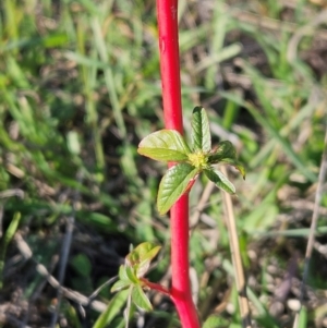 Amaranthus retroflexus at The Pinnacle - 23 Apr 2024