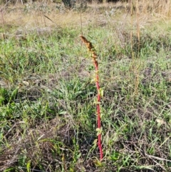 Amaranthus retroflexus at The Pinnacle - 23 Apr 2024