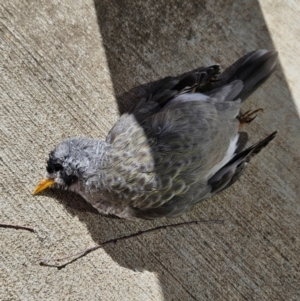 Manorina melanocephala at Kingston, ACT - 24 Apr 2024 11:36 AM