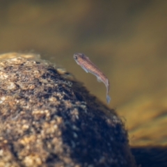 Galaxias olidus at Kosciuszko National Park - 22 Apr 2024