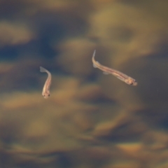 Galaxias olidus at Kosciuszko National Park - 22 Apr 2024