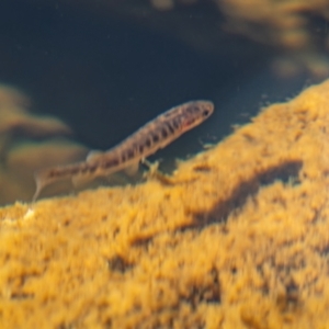 Galaxias olidus at Kosciuszko National Park - 22 Apr 2024 11:06 AM