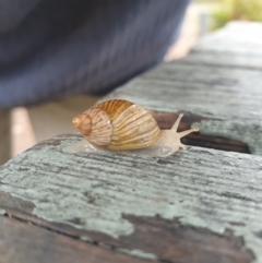 Bothriembryon tasmanicus (Tasmanian Tapered Snail) at Freycinet National Park - 31 Mar 2024 by Detritivore