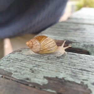 Bothriembryon tasmanicus at Freycinet National Park - 31 Mar 2024