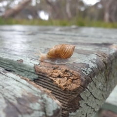 Bothriembryon tasmanicus at Freycinet National Park - 31 Mar 2024