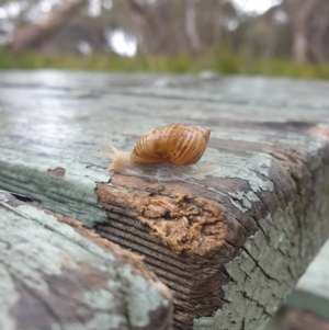 Bothriembryon tasmanicus at Freycinet National Park - 31 Mar 2024