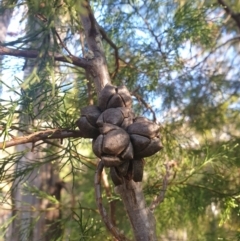 Callitris rhomboidea (Port Jackson Pine, Oyster Bay Pine) at Spring Beach, TAS - 21 Apr 2024 by Detritivore