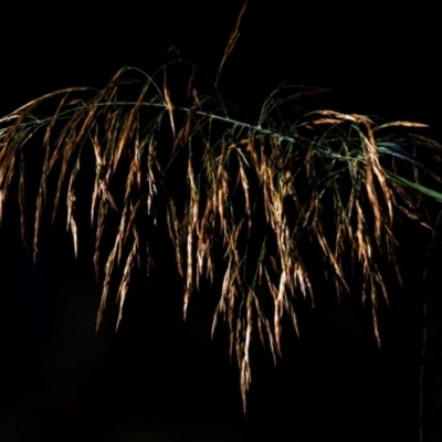 Phragmites australis (Common Reed) at Drouin West, VIC - 21 Apr 2024 by Petesteamer