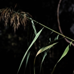 Phragmites australis at Drouin West, VIC - 22 Apr 2024