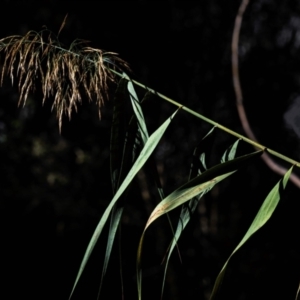 Phragmites australis at Drouin West, VIC - 22 Apr 2024 09:24 AM