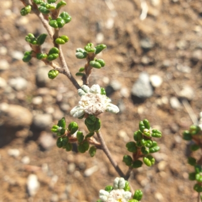 Spyridium parvifolium (Dusty Miller) at Rheban, TAS - 21 Apr 2024 by Detritivore