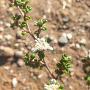 Spyridium parvifolium at Rheban, TAS - 21 Apr 2024