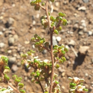 Spyridium parvifolium at Rheban, TAS - 21 Apr 2024