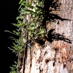 Unidentified Lichen at Longwarry North, VIC - 21 Apr 2024 by Petesteamer