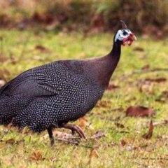 Numida meleagris (Helmeted Guineafowl) at Drouin, VIC - 23 Mar 2024 by Petesteamer