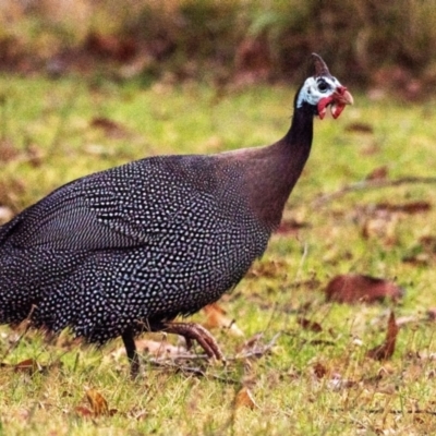 Numida meleagris (Helmeted Guineafowl) at Drouin, VIC - 22 Mar 2024 by Petesteamer