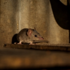 Antechinus agilis (Agile Antechinus) at Kosciuszko National Park - 22 Apr 2024 by trevsci