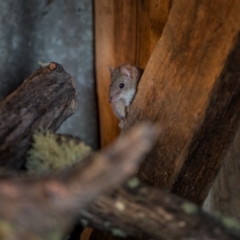 Antechinus agilis at Kosciuszko National Park - 23 Apr 2024