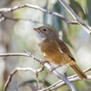 Pachycephala olivacea at Kosciuszko National Park - suppressed