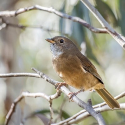 Pachycephala olivacea (Olive Whistler) at Burrungubugge, NSW - 23 Apr 2024 by trevsci