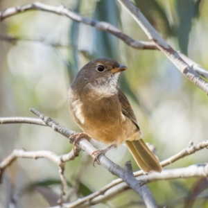 Pachycephala olivacea at Kosciuszko National Park - 23 Apr 2024