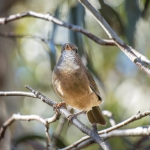 Pachycephala olivacea at Kosciuszko National Park - suppressed