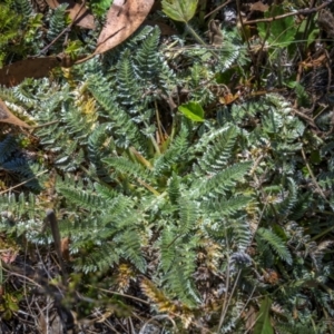 Oreomyrrhis argentea at Kosciuszko National Park - 21 Apr 2024