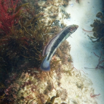 Aspidontus taeniatus at Jervis Bay Marine Park - 24 Apr 2024 by souter