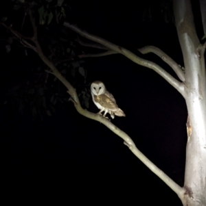 Tyto alba at Mulligans Flat - 23 Apr 2024