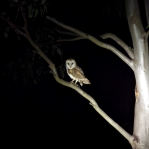 Tyto alba at Throsby, ACT by brittlewis