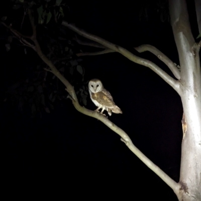 Tyto alba (Barn Owl) at Throsby, ACT - 23 Apr 2024 by brittlewis