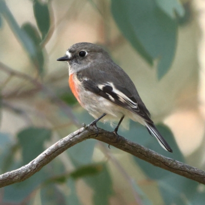 Petroica boodang (Scarlet Robin) at Flynn, ACT - 23 Apr 2024 by Trevor