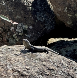 Egernia saxatilis intermedia at Namadgi National Park - 24 Apr 2024