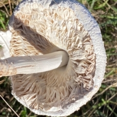 Macrolepiota dolichaula (Macrolepiota dolichaula) at Whitlam, ACT - 24 Apr 2024 by SteveBorkowskis