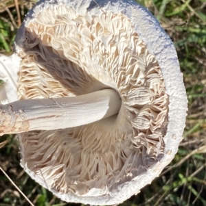 Macrolepiota dolichaula at Whitlam, ACT - 24 Apr 2024 10:20 AM