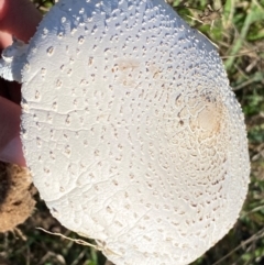 Macrolepiota dolichaula at Whitlam, ACT - 24 Apr 2024 10:20 AM