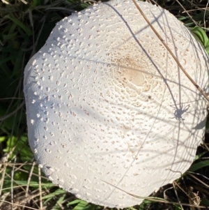 Macrolepiota dolichaula at Whitlam, ACT - 24 Apr 2024