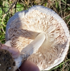 Macrolepiota dolichaula at Whitlam, ACT - 24 Apr 2024 10:20 AM