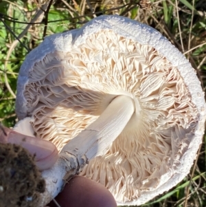 Macrolepiota dolichaula at Whitlam, ACT - 24 Apr 2024 10:20 AM