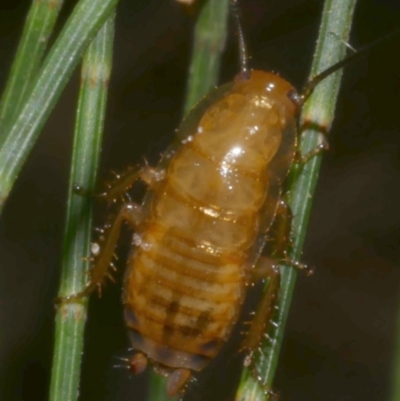 Unidentified Cockroach (Blattodea, several families) at Freshwater Creek, VIC - 16 Mar 2024 by WendyEM