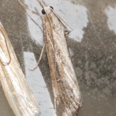Hednota pedionoma PS1 (BOLD) (a Crambid moth (Crambinae)) at Freshwater Creek, VIC - 18 Mar 2024 by WendyEM