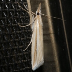 Hednota grammellus (Crambinae) at WendyM's farm at Freshwater Ck. - 18 Mar 2024 by WendyEM
