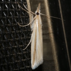 Hednota grammellus (Hednota grammellus) at WendyM's farm at Freshwater Ck. - 18 Mar 2024 by WendyEM