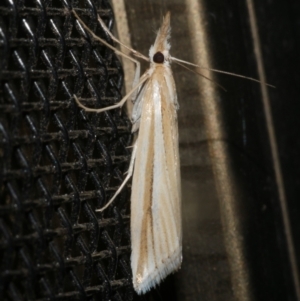 Hednota grammellus at WendyM's farm at Freshwater Ck. - 18 Mar 2024