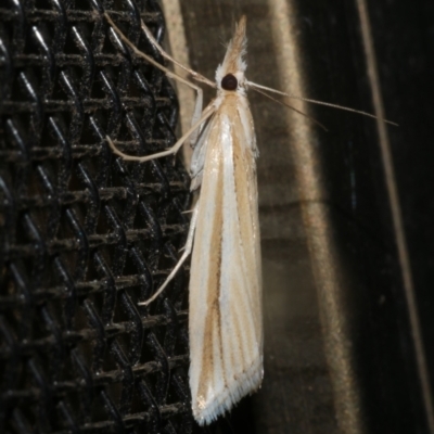 Hednota grammellus (Hednota grammellus) at WendyM's farm at Freshwater Ck. - 18 Mar 2024 by WendyEM