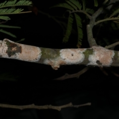 Unidentified Other non-black fungi  at Freshwater Creek, VIC - 12 Mar 2024 by WendyEM