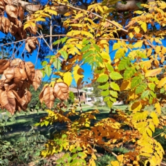 Koelreuteria paniculata (Golden Rain Tree) at Watson, ACT - 24 Apr 2024 by abread111