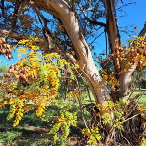 Koelreuteria paniculata at Watson, ACT - 24 Apr 2024