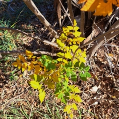 Koelreuteria paniculata at Watson, ACT - 24 Apr 2024